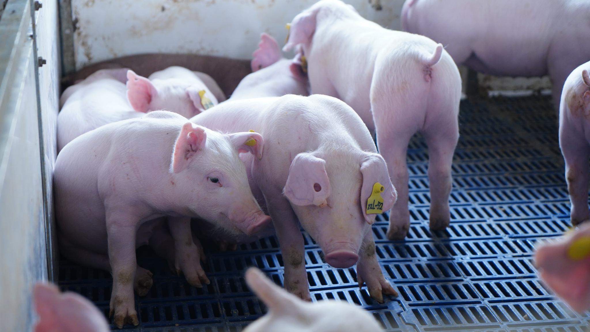 如何发挥猪的潜力及本能(产出控制)—猪知乐技术分析