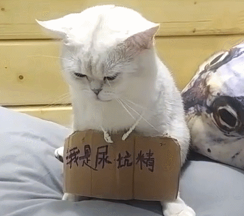 猫咪经常尿床,被主人挂牌在肚子,上面写:我是尿坑精!
