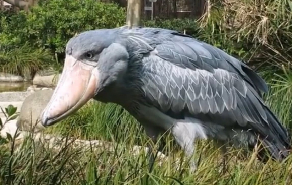 喜欢吃鳄鱼的呆萌鸟进食前还要对鳄鱼羞辱一番太奇葩了