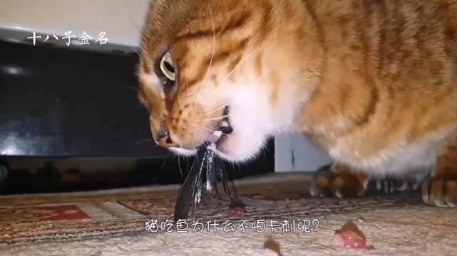 猫吃鱼为什么不会被鱼刺卡住?答案让人意想不到!