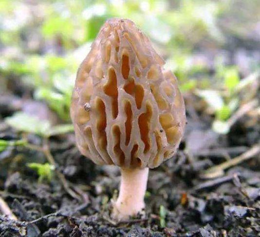 女性经常食用羊肚菌不但可以美容,增白,还可以消除面部黑斑,黄斑,雀斑