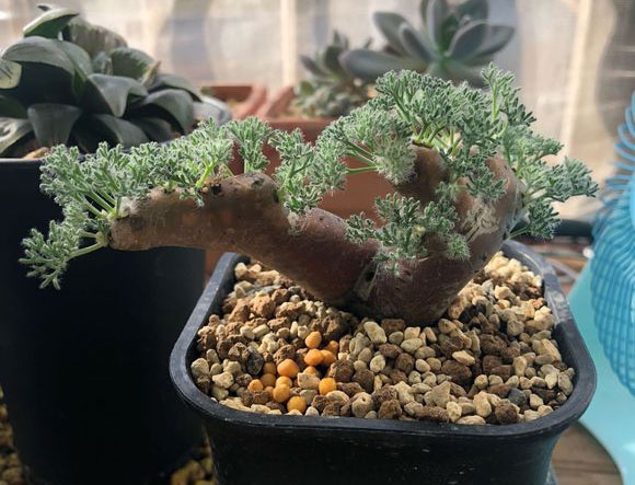 多肉植物黑皮月界怎样过夏天?