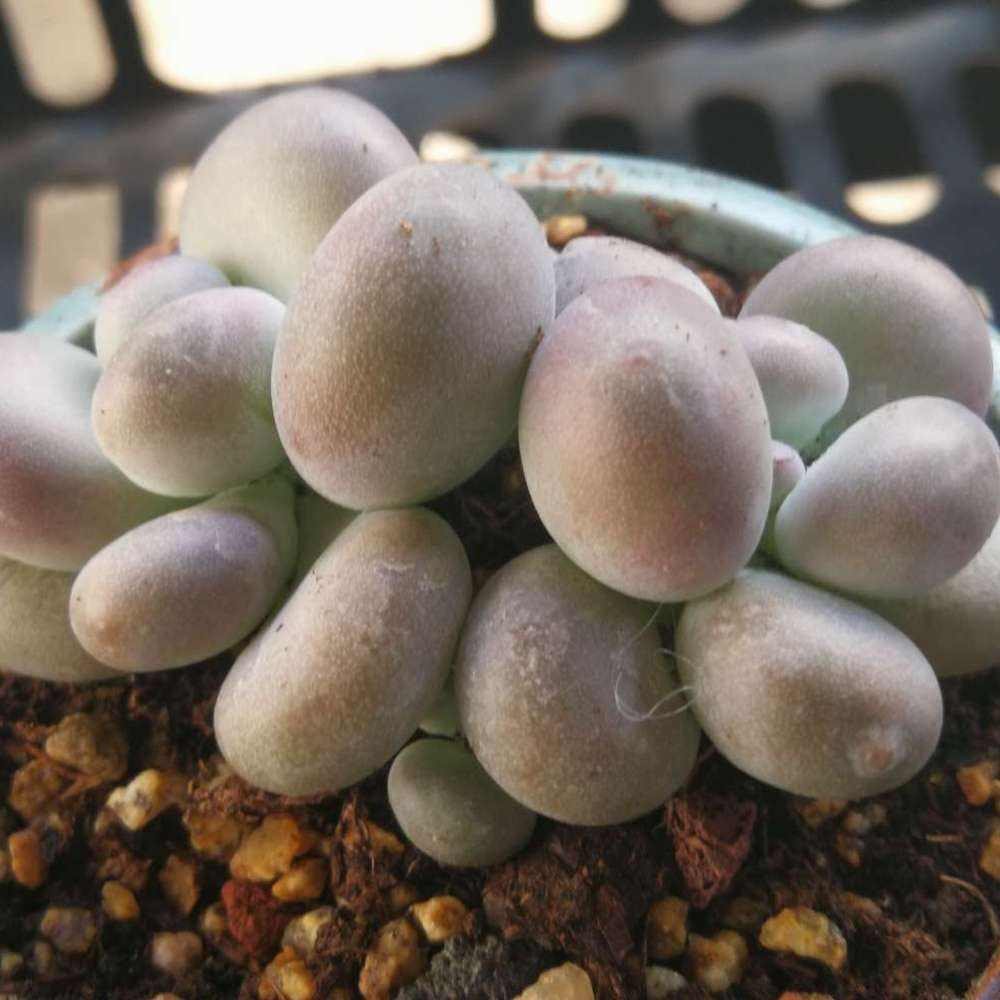 多肉植物橙雪球怎么养好