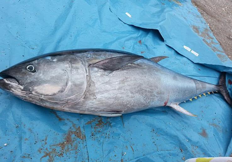 几个大学生海里捡到一条大鱼,估计在七十八万英镑