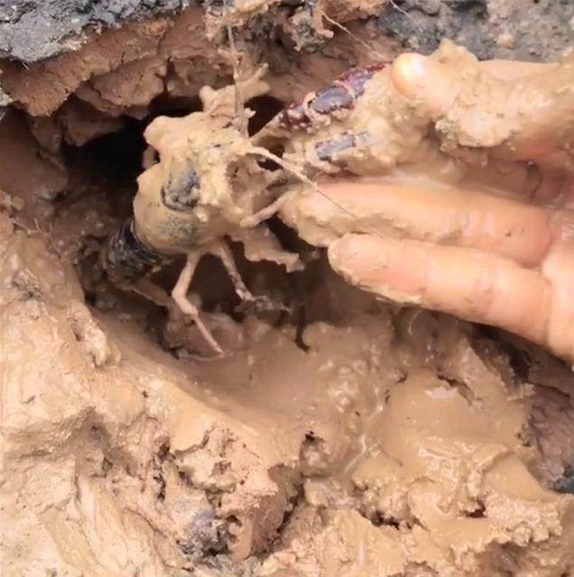 烂泥滩上有一个怪洞,小伙双指往里一勾,掏出一个野生大龙虾