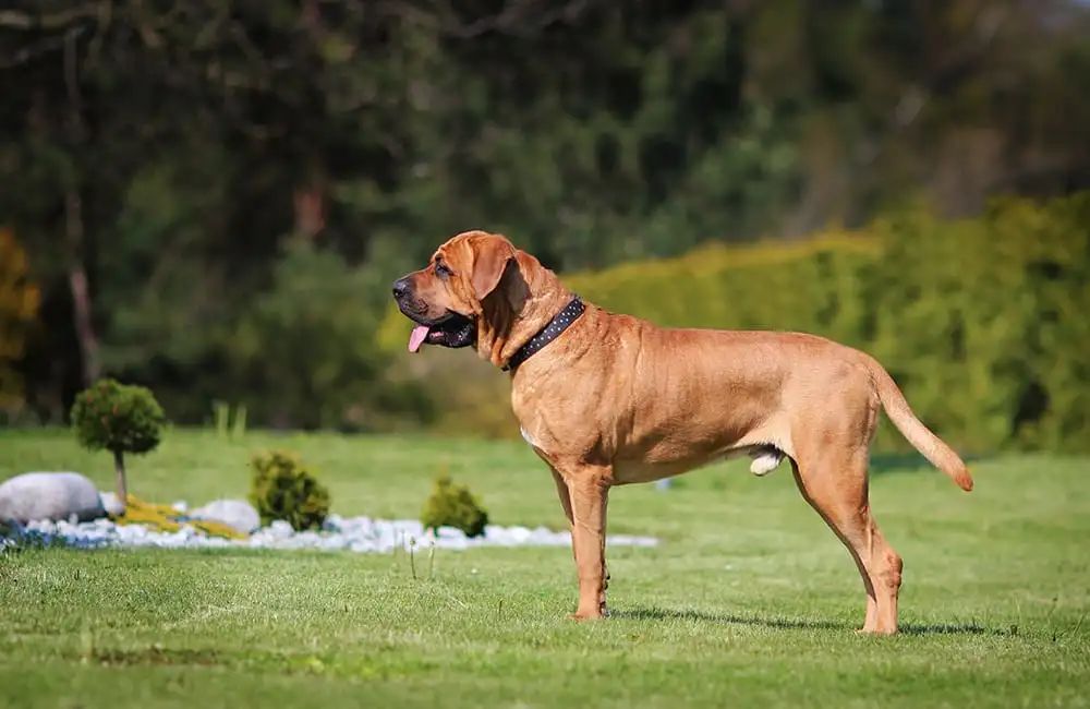土佐犬被誉为东方斗犬之王,被训练后的土佐犬被誉为世界上最凶猛的犬
