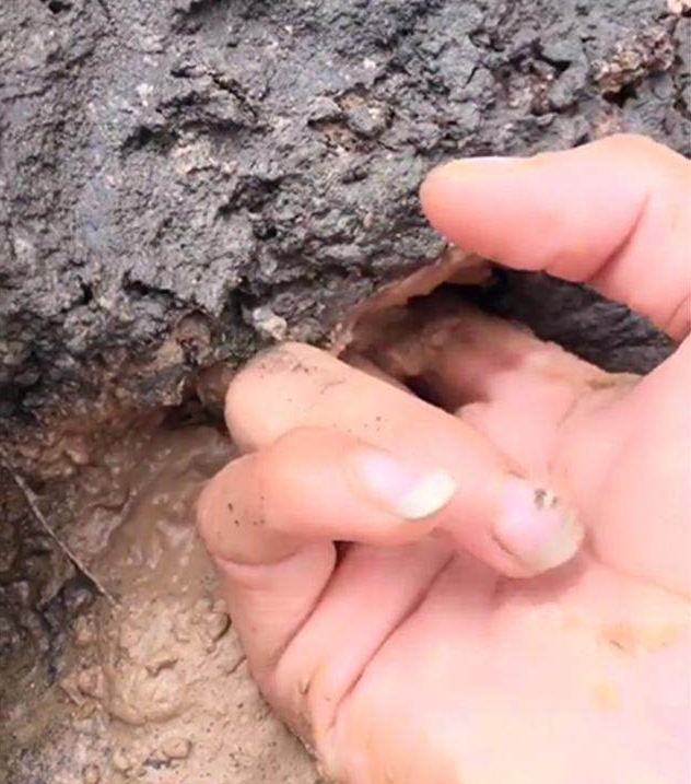 烂泥滩上有一个怪洞,小伙双指往里一勾,掏出一个野生大龙虾