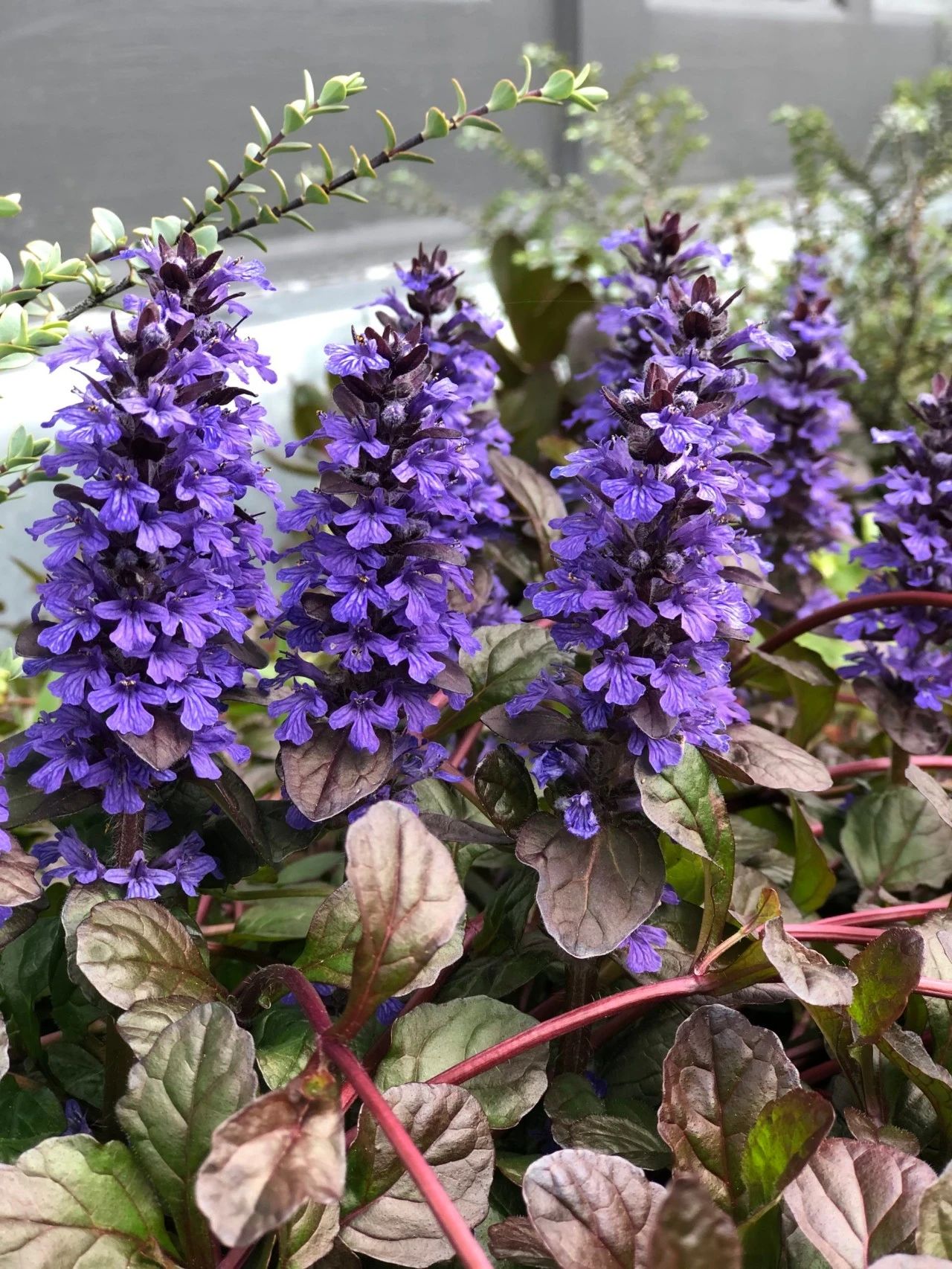 容易打理的几种庭院植物耐阴耐旱和耐寒的植物对新手很友好