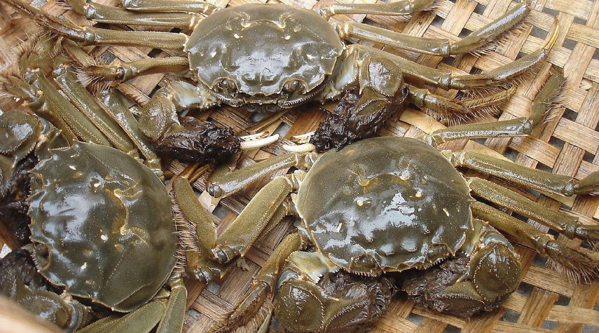 吃不完的螃蟹怎么保存?卖蟹的老板教我一招,保存半个月一样鲜活