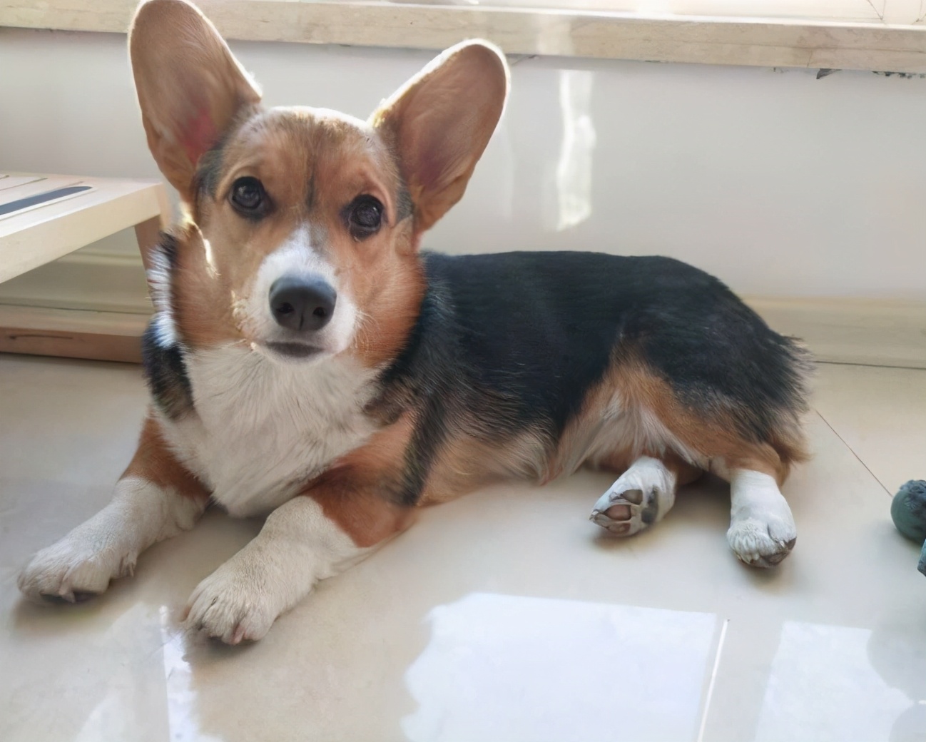 柯基:我会掉这么多毛,不全是我的错|柯基|柯基犬|狗狗_新浪新闻