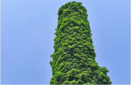 小伙外地打工看到"通天巨树",于是上前察看,却是哭笑不得|巨树|通天