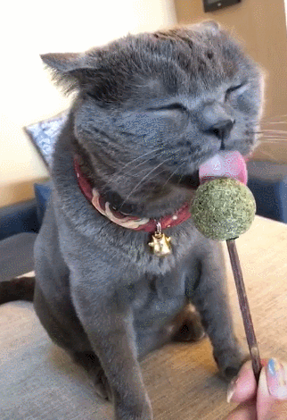 猫咪舔棒棒糖过瘾,闭着眼睛狂舔,享受的小表情萌呆!