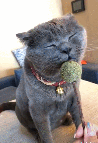 猫咪舔棒棒糖过瘾,闭着眼睛狂舔,享受的小表情萌呆!