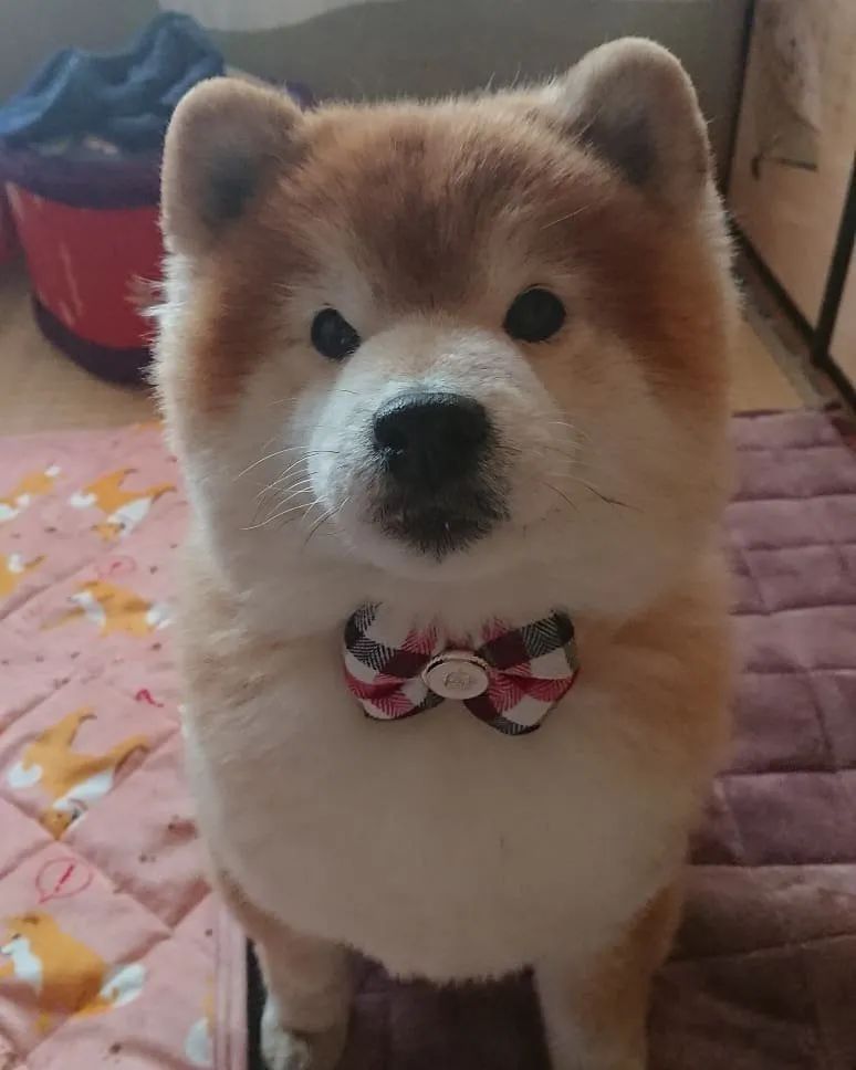 什么长毛柴犬 这明明就是一只假狗 柴犬 仓鼠 长毛 新浪新闻 什么长毛柴犬 这明明就是一只假狗 柴犬 仓鼠 长毛 新浪新闻