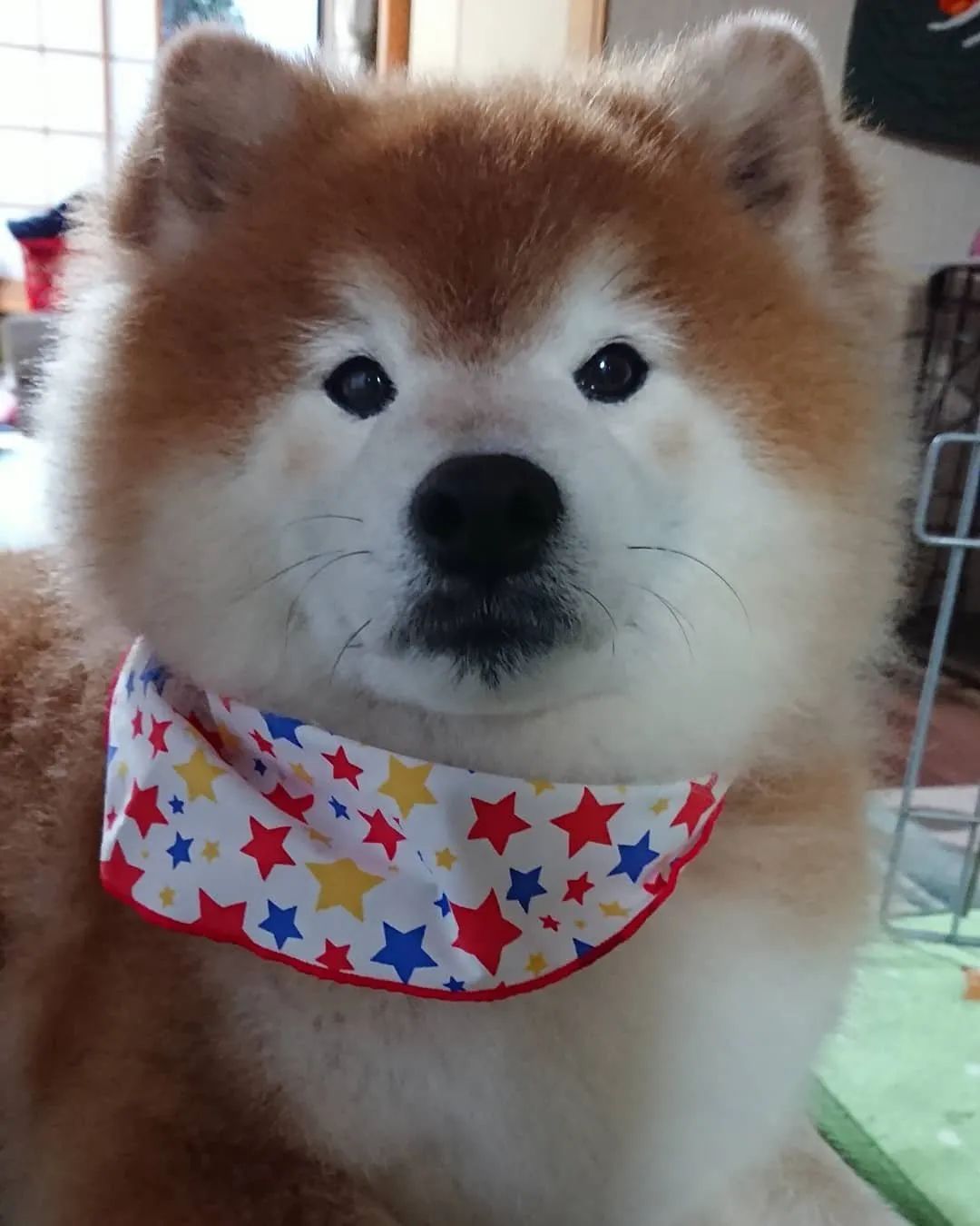 什么长毛柴犬 这明明就是一只假狗 柴犬 仓鼠 长毛 新浪新闻 什么长毛柴犬 这明明就是一只假狗 柴犬 仓鼠 长毛 新浪新闻