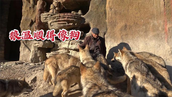 和狼打交道20几年,养狼大爷身上都是狼味,在他面前狼温顺得像狗