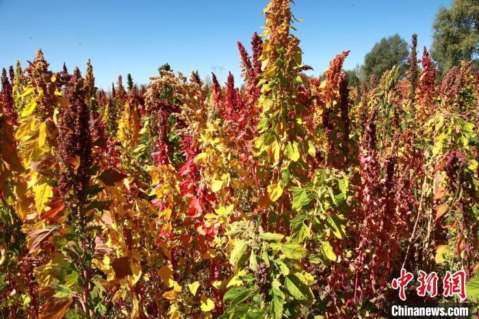 青海海西出台新政促进柴达木特色产品电商发展