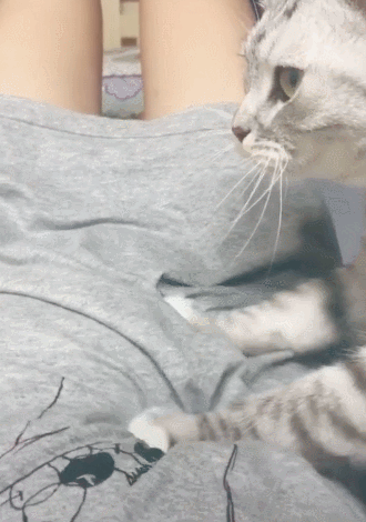 女主指挥猫咪按摩,连踩肚子不得停,一听有小鱼干就卖力!