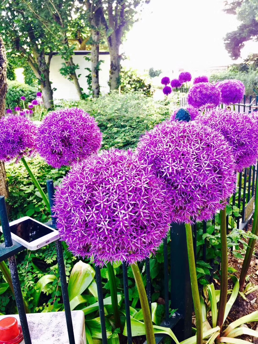 网红花卉"大花葱",超大花球,观赏效果好,很耐寒,东北也能养