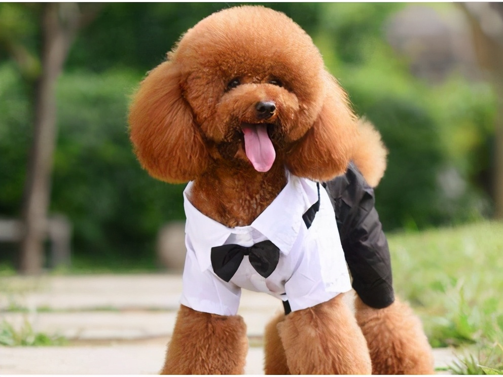 冬天泰迪犬究竟怕不怕冷要不要穿衣服