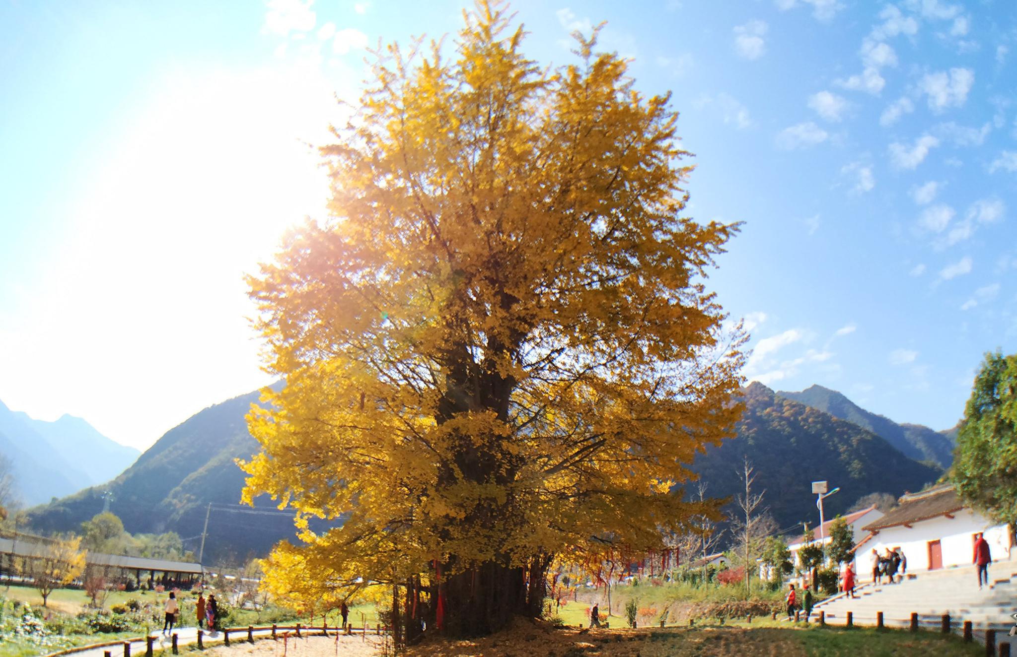 相传为周文王手植,历经天灾人祸美出天际|银杏|银杏树|留坝_新浪新闻