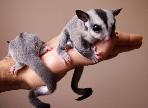 适合学生养的小型宠物|龙猫|袋鼬|荷兰猪_新浪新闻