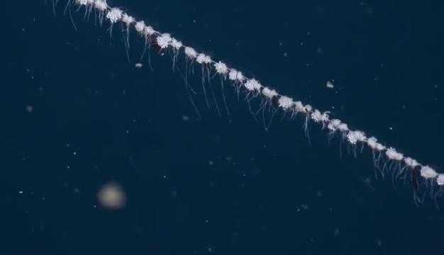 长条状的离翼水母