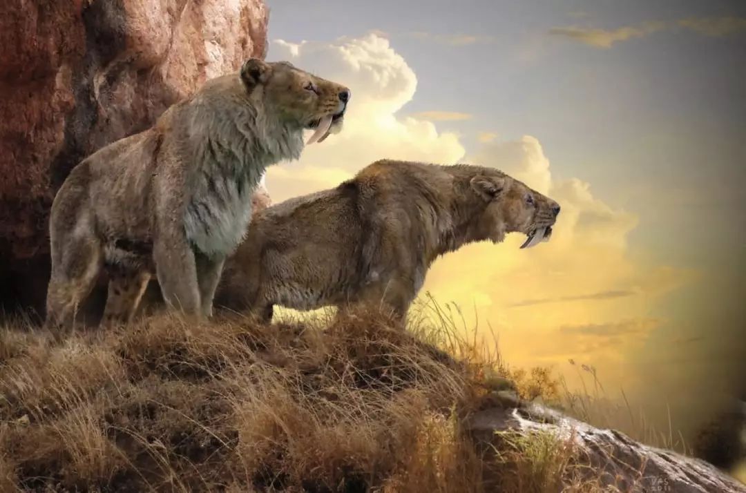 物种在灭绝前会持续多久答案可能不唯一但这确实是个问题