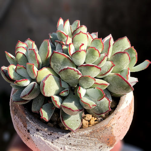 多肉植物巧克力线怎么养好