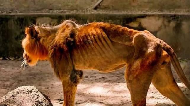 国外动物园里狮子瘦得皮包骨头让人心疼!