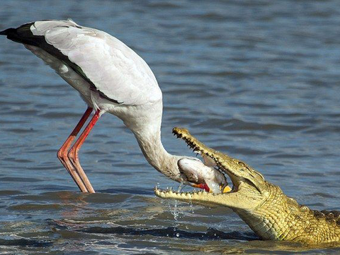 鳄鱼与鹳鸟争夺美食,到底谁输谁赢?全过程被摄影师记录下来了!