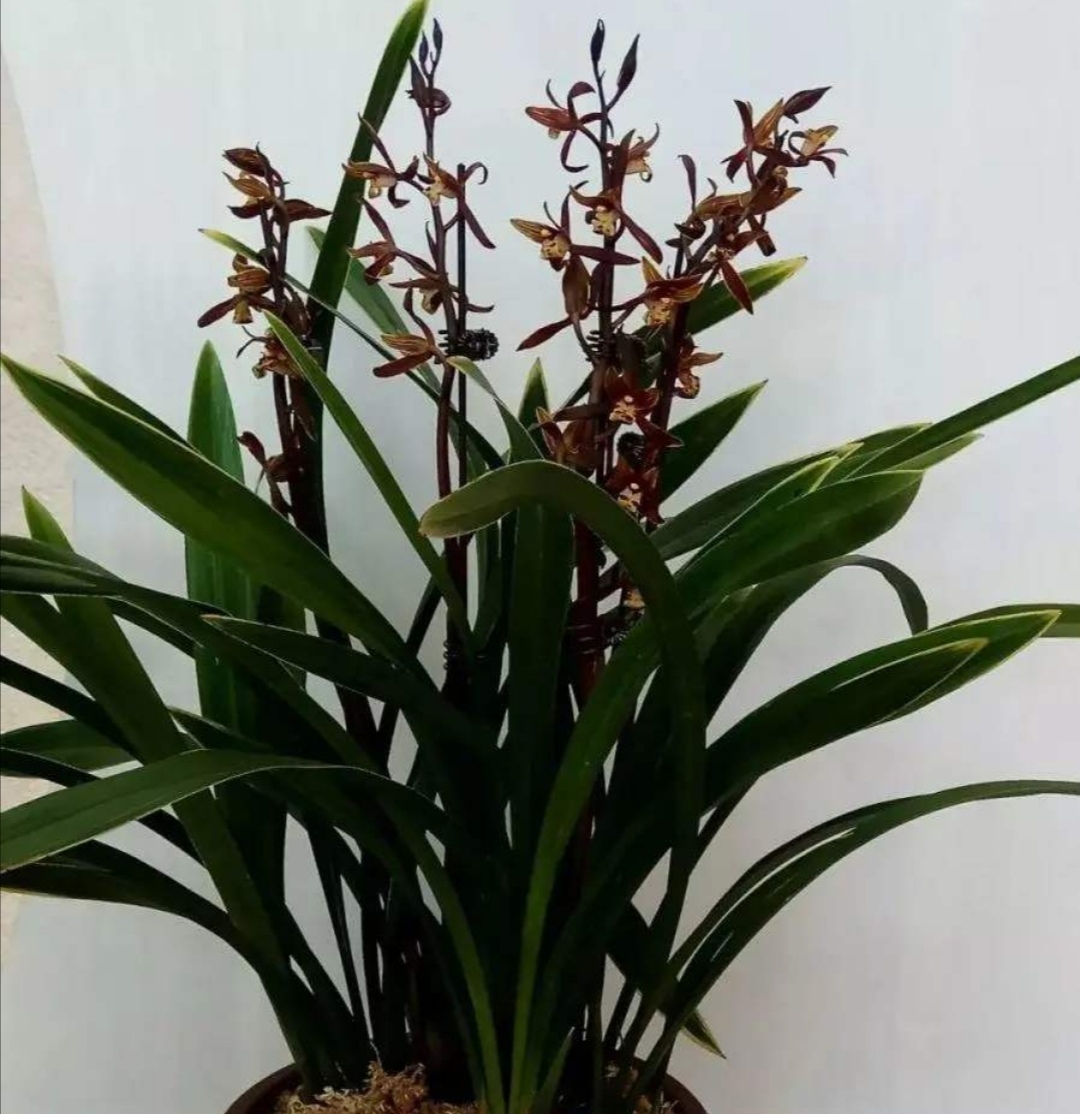 秋冬季养墨兰,掌握几个关键点,花苞长满枝