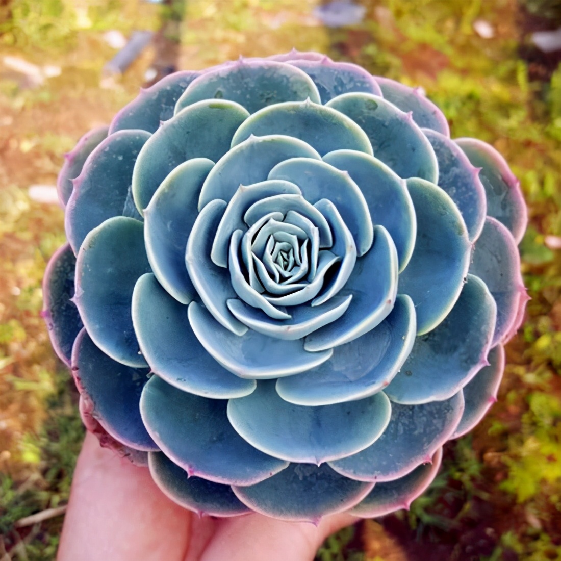 多肉玉蝶繁殖能力强喜欢的人多会养的却很少你会吗