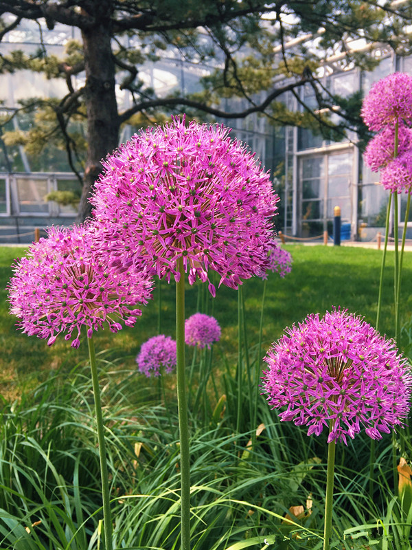 网红花卉"大花葱",超大花球,观赏效果好,很耐寒,东北也能养