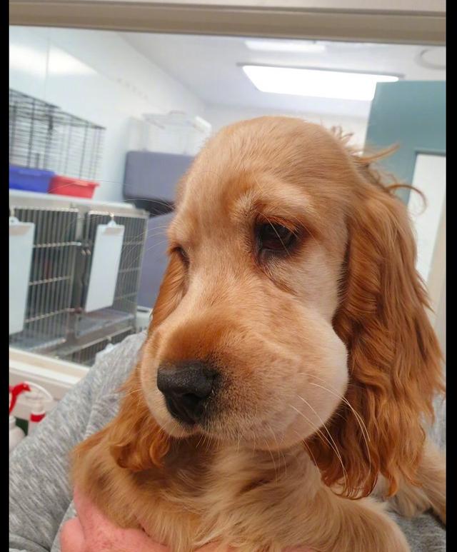 狗狗跑去找蜜蜂玩,结果脸被叮肿了像个大面包,模样太委屈了