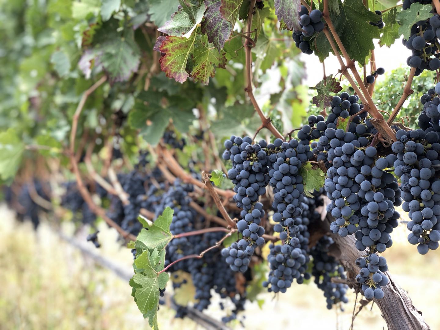 贺兰山东麓挂满枝头的葡萄 澎湃新闻记者 赵实 图