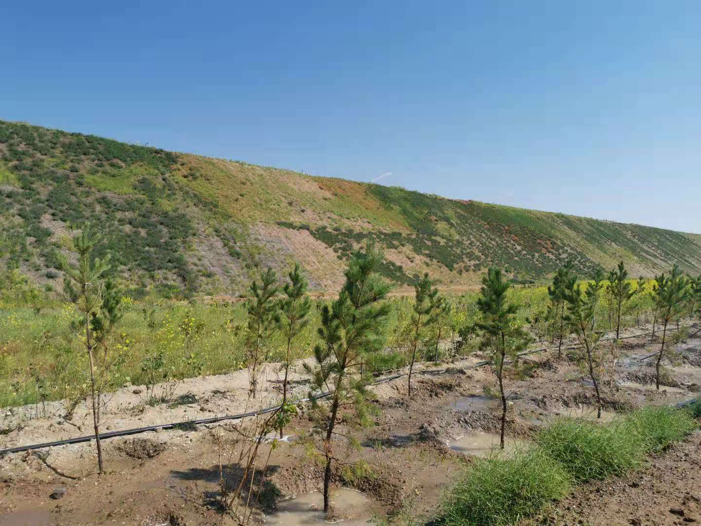 内蒙古矿山正在变绿