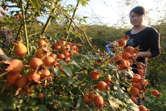贵州安顺坚定不移做大做强做优金刺梨产业