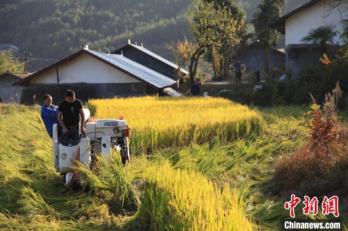 农民正在收割稻谷 马晓红 摄