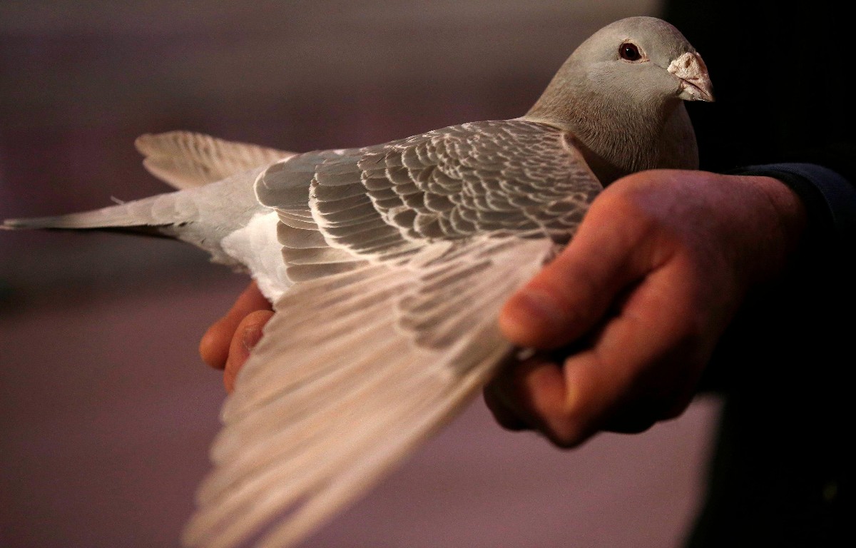 飞鸽传书电脑版安装步骤 苹果电脑繁体版怎么下载