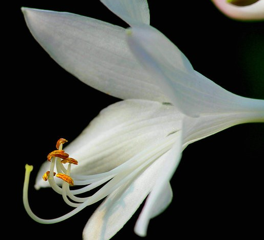 11月11日开始4属相接好运工作顺利升职加薪生活富足