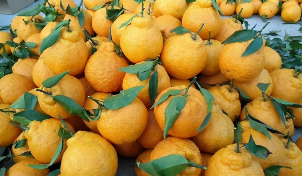 买丑橘时,记住"三不买",轻松挑到汁多的甜丑橘,天气干要常吃