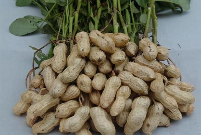 南方|花生|品种_新浪新闻