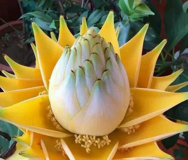 有种高贵叫地涌金莲 金色苞片如莲花 种下一棵赏三季 新浪新闻