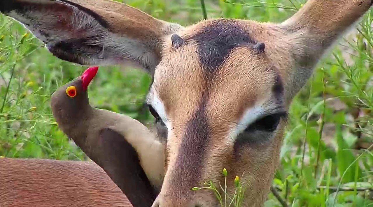 动物界的"采耳大师"牛椋鸟!不收钱只收肉,专吃动物身上的虫子
