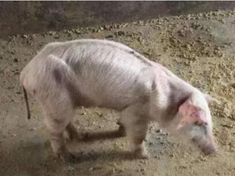 猪消瘦治疗方法:小猪消瘦不吃料用什么药治疗?|新冠肺炎|太保|腹泻_新浪新闻