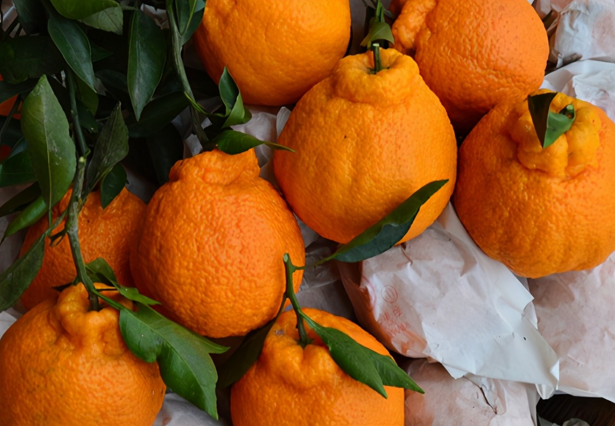 买丑橘时,记住"三不买",轻松挑到汁多的甜丑橘,天气干要常吃
