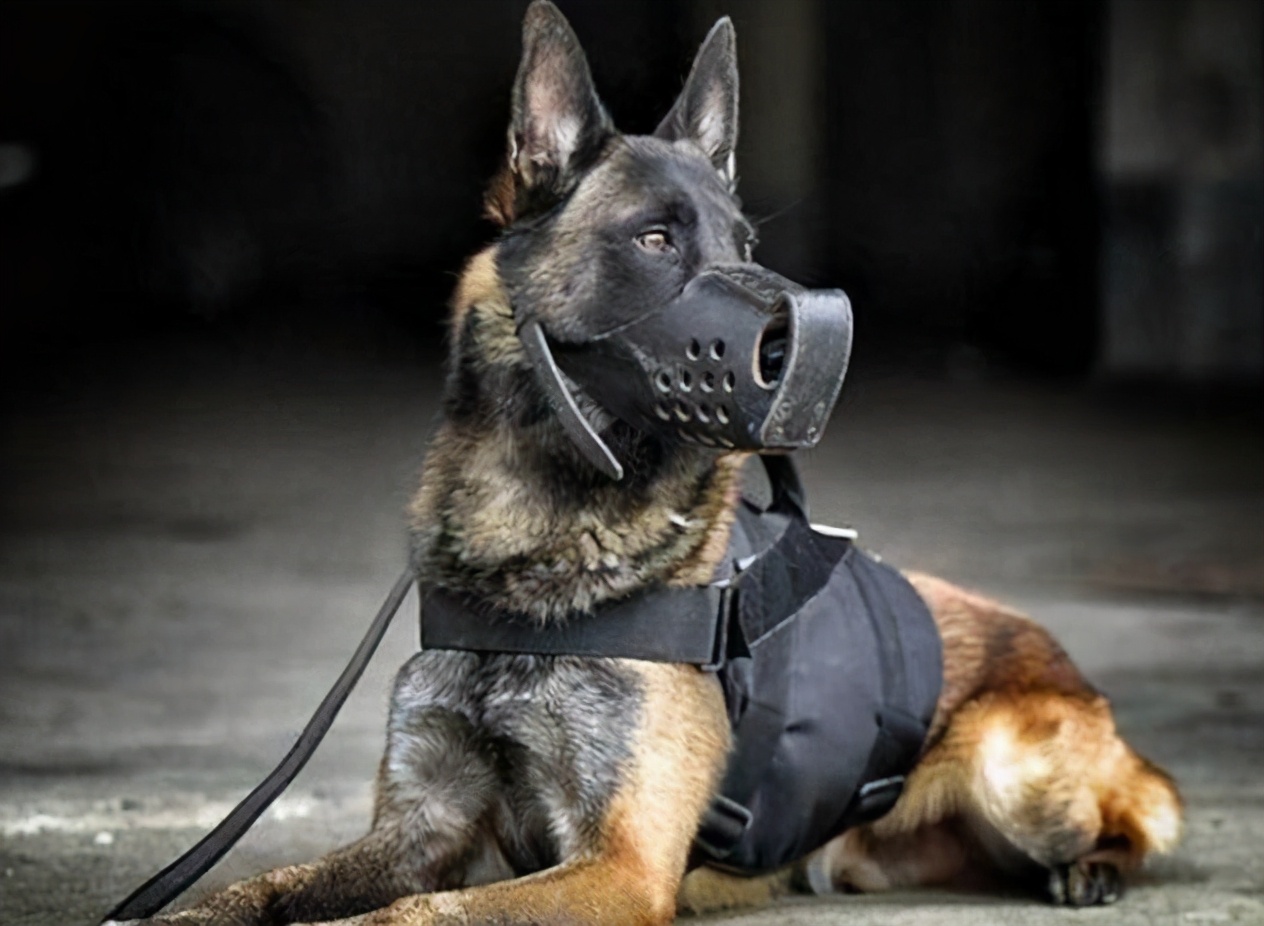 正文                top1:罗威纳犬   如果你有饲养过罗威纳犬的话