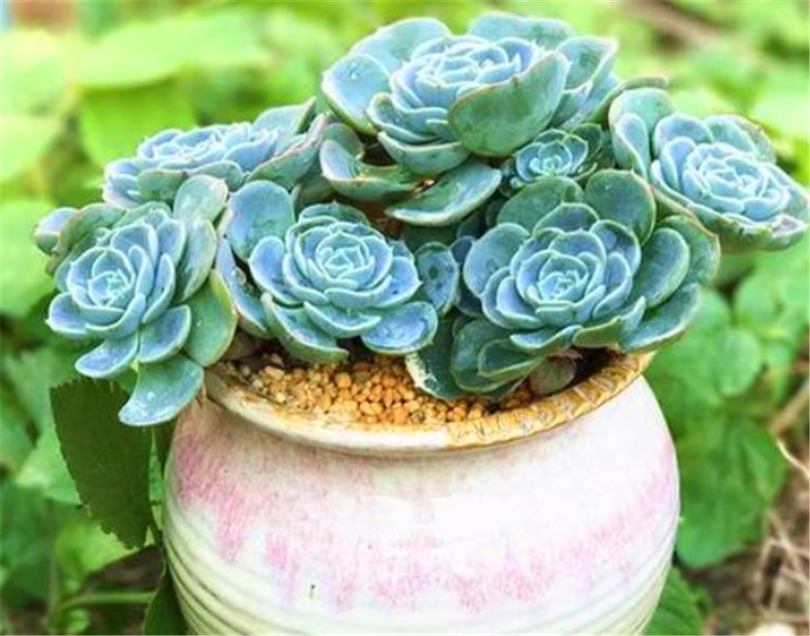 多肉中的彩蝶仙子养成老桩太惊艳学会4个技巧你也可以