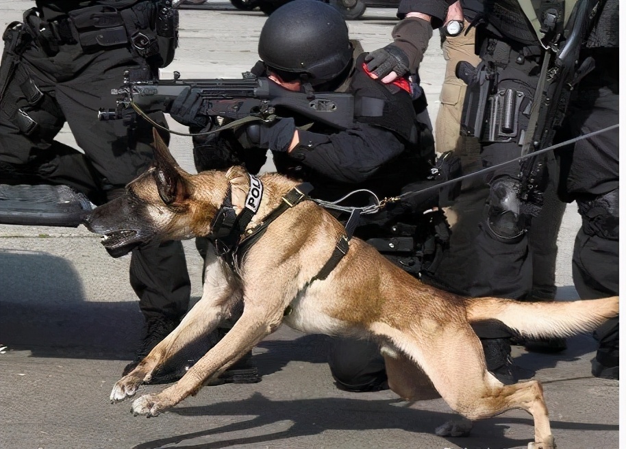 这8种狗狗在中国,都是可以当警犬的,非常的出色